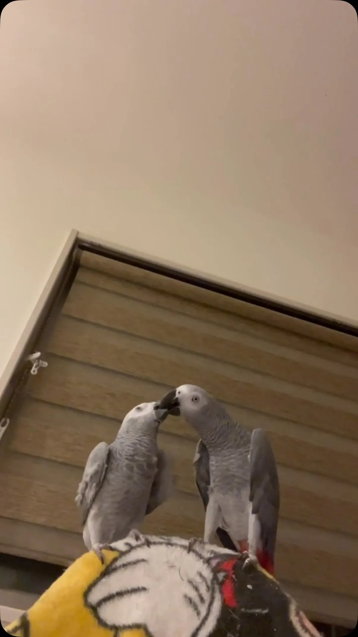 あげたいし貰いたいし